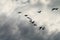 Cormorants Phalacrocorax carbo group silhouette flying high up in a V formation against the cloudy sky. Bird migration concept