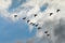 Cormorants Phalacrocorax carbo group silhouette flying high up in a V formation against the cloudy sky. Bird migration concept.