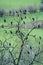 Cormorants (Phalacrocorax carbo) roosting in tree on farmland