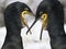 Cormorants - Phalacrocorax carbo - Scotland