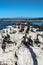 Cormorants on the pier, Monterey, California