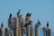 Cormorants on Pilings