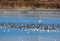 Cormorants plumed in the waters of lake ivars and vila sana, lerida, spain, europe