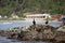 Cormorants at the Punihuil cove, Chiloe island, Chile