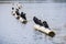 Cormorants resting on buoys, Lake Merritt, Oakland, California