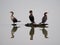 Cormorants resting on a log