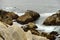 Cormorants resting on the rocks
