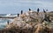 Cormorants on a rock on the Atlantic Ocean in Galicia.