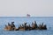 Cormorants on the rock island in sea. Alone blurred cargo ship on the horizon.