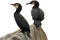 Cormorants on the rock isolated on white background closeup. Wild seabirds in natural habitat.