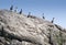 Cormorants on a rocky Scottish island