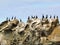 Cormorants and seabirds on the sandstone of the Belle Chain Islands, BC