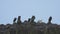 Cormorants and Seagull Birds on The Rock by The Sea in Rain