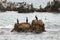 Cormorants and seagulls on the sea rocks.