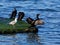 Cormorants and seagulls on a small island in the sea