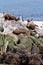 Cormorants, Seals and sea lions, Beagle Channel - Argentina