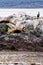 Cormorants, Seals and sea lions, Beagle Channel - Argentina