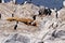 Cormorants, Seals and sea lions, Beagle Channel - Argentina