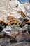 Cormorants, Seals and sea lions, Beagle Channel - Argentina