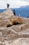 Cormorants, Seals and sea lions, Beagle Channel - Argentina