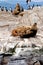 Cormorants, Seals and sea lions, Beagle Channel - Argentina