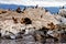 Cormorants, Seals and sea lions, Beagle Channel - Argentina