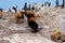 Cormorants, Seals and sea lions, Beagle Channel - Argentina