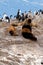 Cormorants, Seals and sea lions, Beagle Channel - Argentina