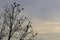 Cormorants silhouette in a tree