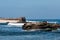 Cormorants Sit on Natural Rock Near La Jolla Children`s Pool