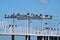 Cormorants sit on a sea pier with their wings spread