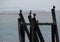 Cormorants sitting on pilings