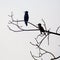 Cormorants sitting in a tree in India
