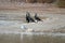 cormorants standing on the beach shore