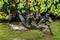 Cormorants standing branch peruvian Amazon jungle Madre de Dios