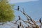 Cormorants standing on dead tree branches, Kerkini