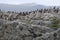 Cormorants standing on a rock