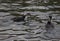 Cormorants swimming