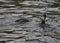 Cormorants swimming