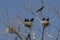 Cormorants in their nests in the bare trees of a dead tree