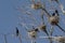 Cormorants in their nests in the bare trees of a dead tree