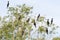 Cormorants in tree