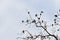 Cormorants on the tree.