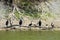 Cormorants on tree branch above water