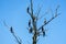 Cormorants tree on Danube delta