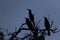 Cormorants on Tree, Silhouetted against Blue Dusky Sky