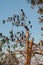 Cormorants on the trees