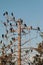 Cormorants on the trees