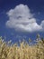 Corn against the sky