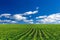 Corn agricultural field and blue sky with sun at sunny day, maize growing